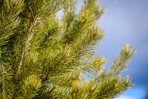 Pine tree green branches
