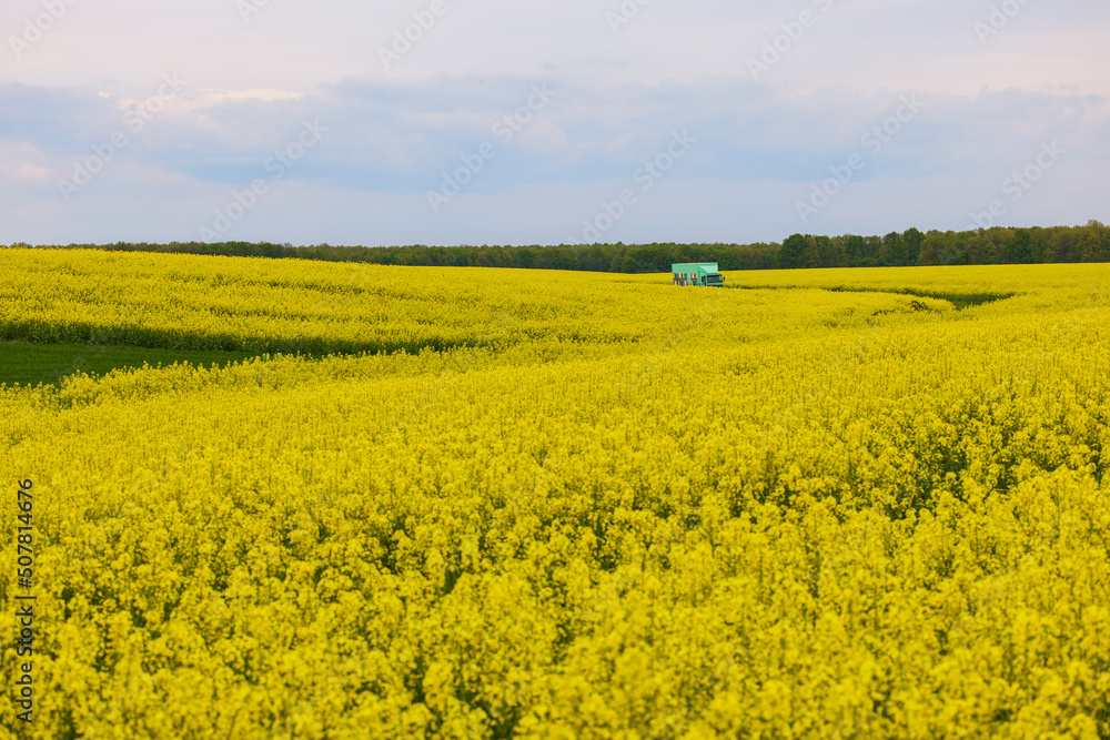 pictures of an agricultural field with flowering rapeseed