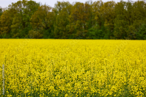 pictures of an agricultural field with flowering rapeseed