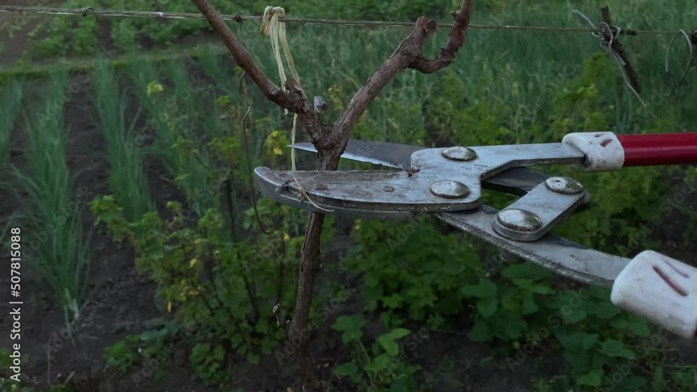Pruning dry grape branches with a pruning shear Pruning dry grape branches with a pruning shear