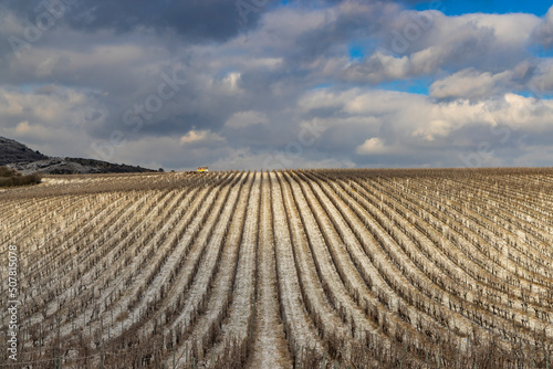 Winter vineyard near Mikulov, Palava region, Southern Moravia, Czech Republic