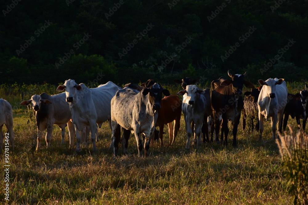 Group of Nellore (Bos taurus indicus) cattle grazing in the field at sunset. Beef cattle in a farm in countryside of São Paulo State, Brazil. A group of Zebu cattle being herd through a field. Group of Nellore (Bos taurus indicus) cattle grazing in the field at sunset. Beef cattle in a farm in countryside of São Paulo State, Brazil. A group of Zebu cattle being herd through a field.