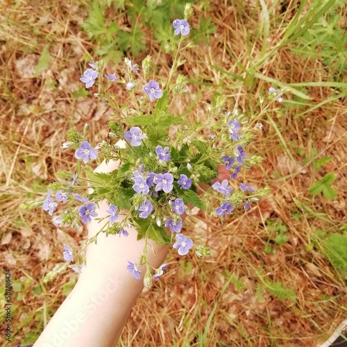 Blue wild forest felegant lowers in hand photo