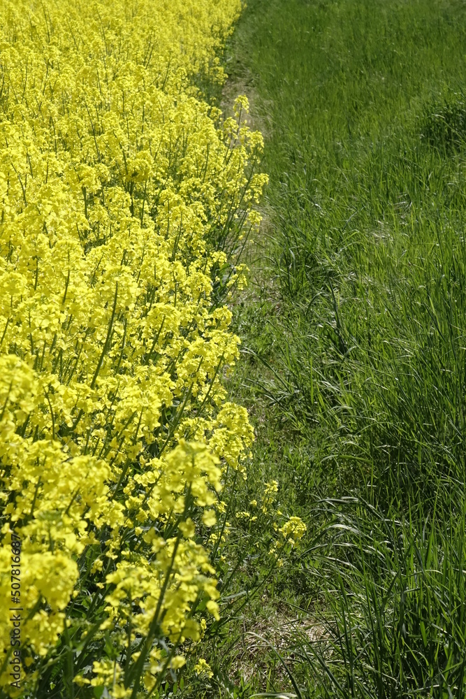 Edge of shiny yellow raps field (Brassica napus), sunny spring day (vertical), Gleidingen, Sarstedt, Lower Saxony, Germany Edge of shiny yellow raps field (Brassica napus), sunny spring day (vertical), Gleidingen, Sarstedt, Lower Saxony, Germany