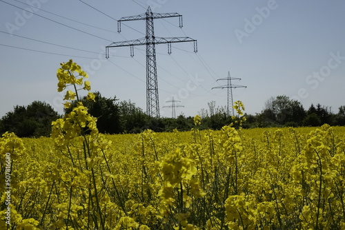 Wide shiny yellow raps field (Brassica napus) and land power line, sunny spring day (horizontal), Gleidingen, Sarstedt, Lower Saxony, Germany