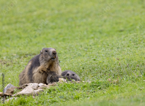 Marmot near Tignes,  Tarentaise Valley, Department Savoie,  Auvergne-Rhone-Alpes region, France