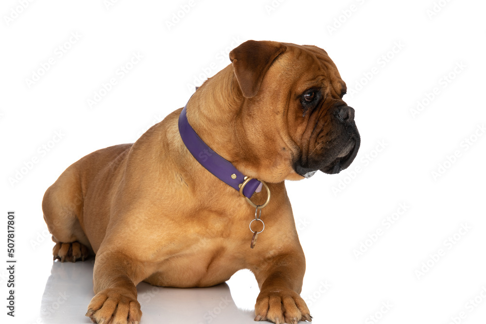 lazy bullmastiff dog with collar laying down and looking to side