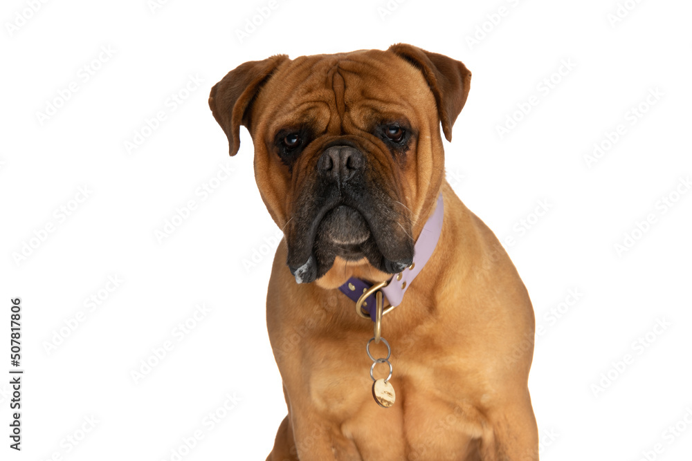 beautiful brown bullmastiff wearing collar, drooling and sitting