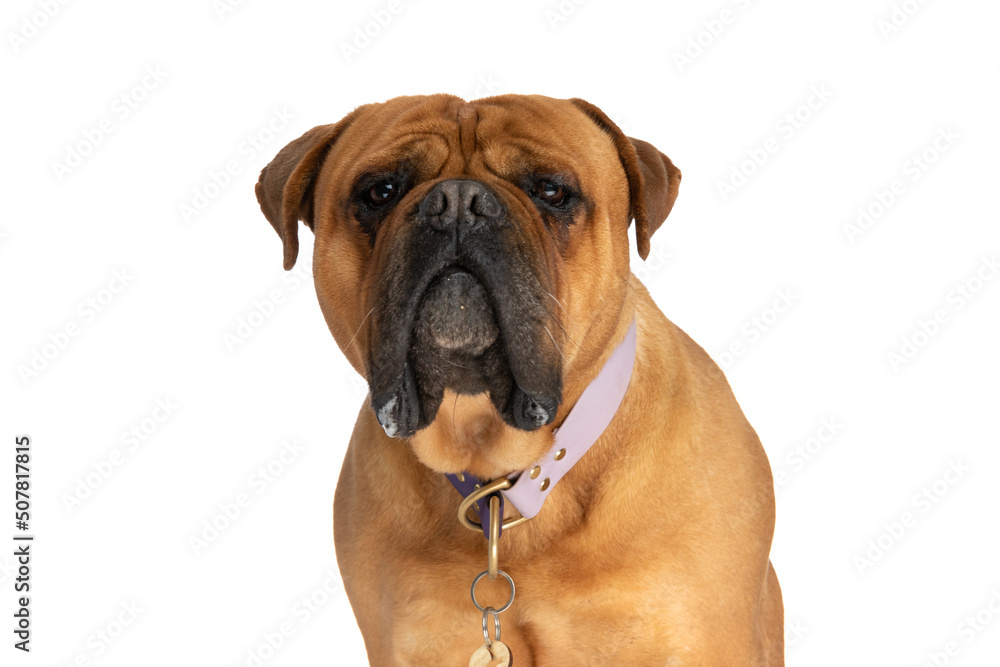 sweet bullmastiff dog with collar drooling and sitting