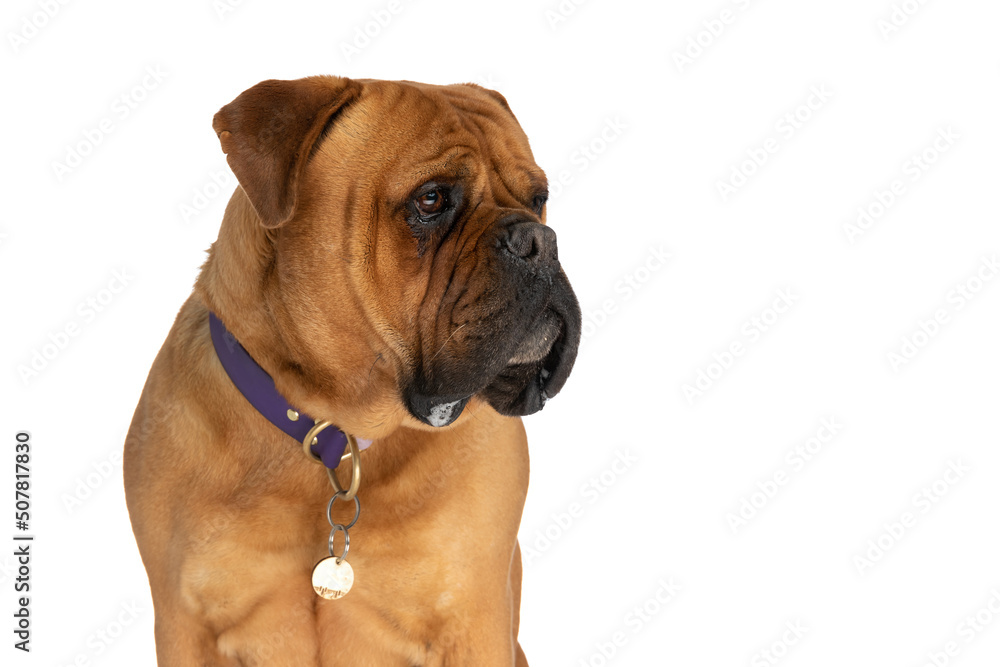 cute bullmastiff dog with collar and drools looking to side