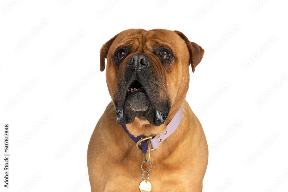 portrait of lovely bullmastiff dog with collar looking up and drooling
