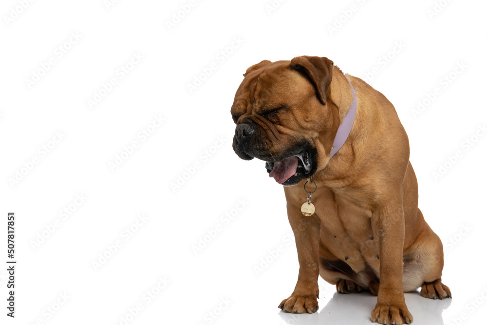 tired brown bullmastiff dog with collar yawning and drooling