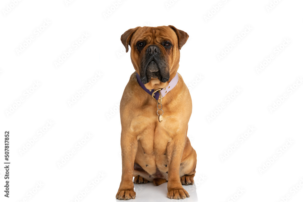 beautiful brown bullmastiff dog with collar sitting