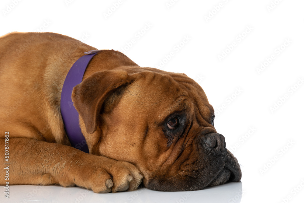 sad little bullmastiff dog with collar laying head down and looking to side
