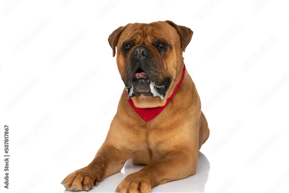 cute bullmastiff dog with red bandana looking away and drooling