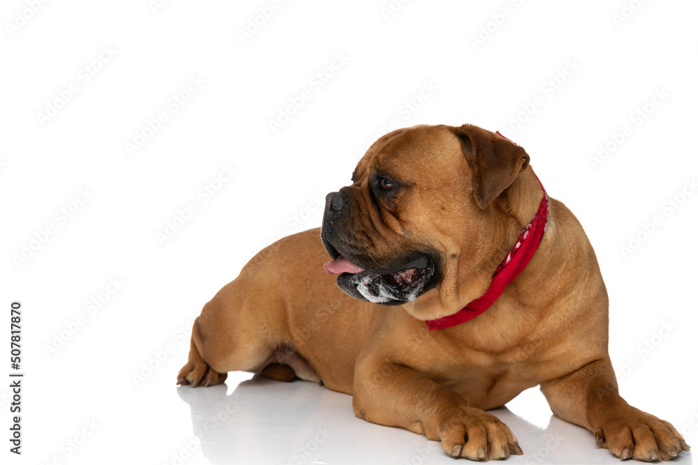 side view of cute bullmastiff dog with bandana looking to side and panting side view of cute bullmastiff dog with bandana looking to side and panting