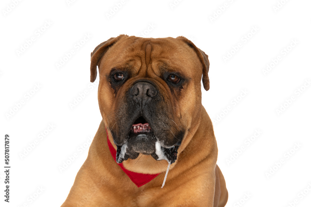 precious bullmastiff puppy with red bandana looking away and drooling