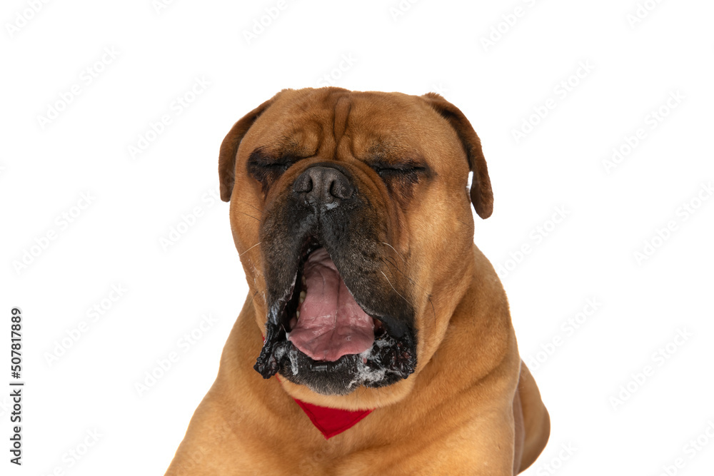 sleepy bullmastiff puppy with red bandana drooling and yawning