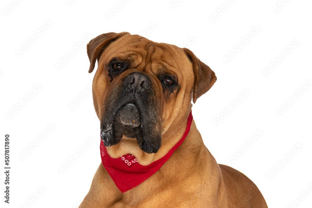 cute bullmastiff puppy with red bandana around neck drooling