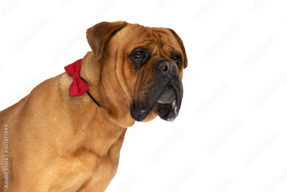 side view of cute elegant bullmastiff dog wearing red bowtie