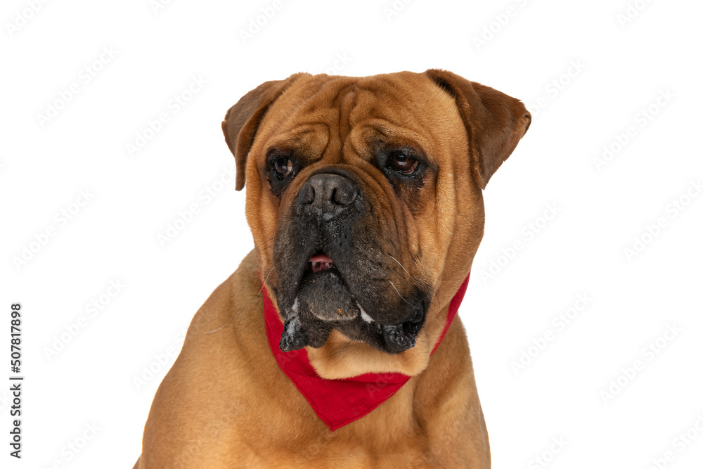 portrait of beautiful bullmastiff puppy wearing red bandana and looking away