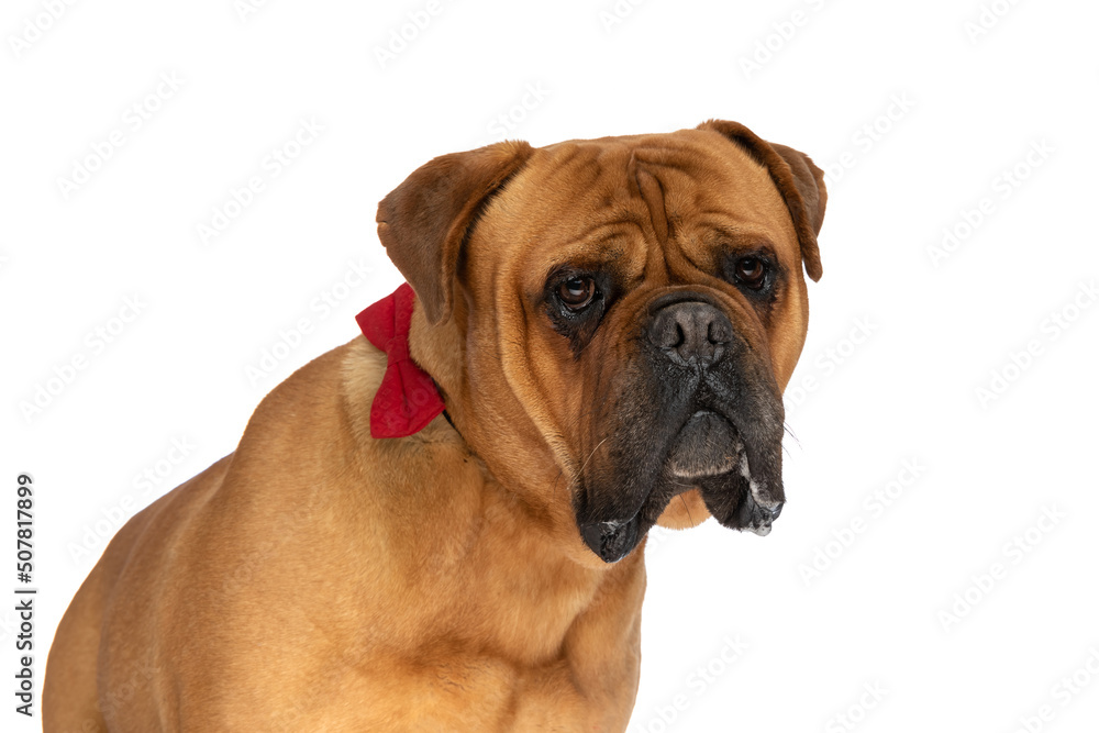 side view of lovely bullmastiff puppy with bowtie drooling