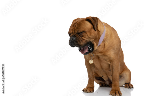 tired brown bullmastiff dog with collar yawning and drooling