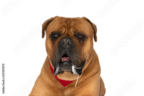 precious bullmastiff puppy with red bandana looking away and drooling