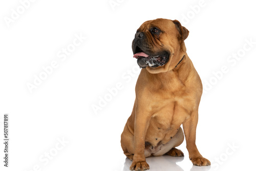 Canvas Print happy bullmastiff dog sticking out tongue, panting and drooling