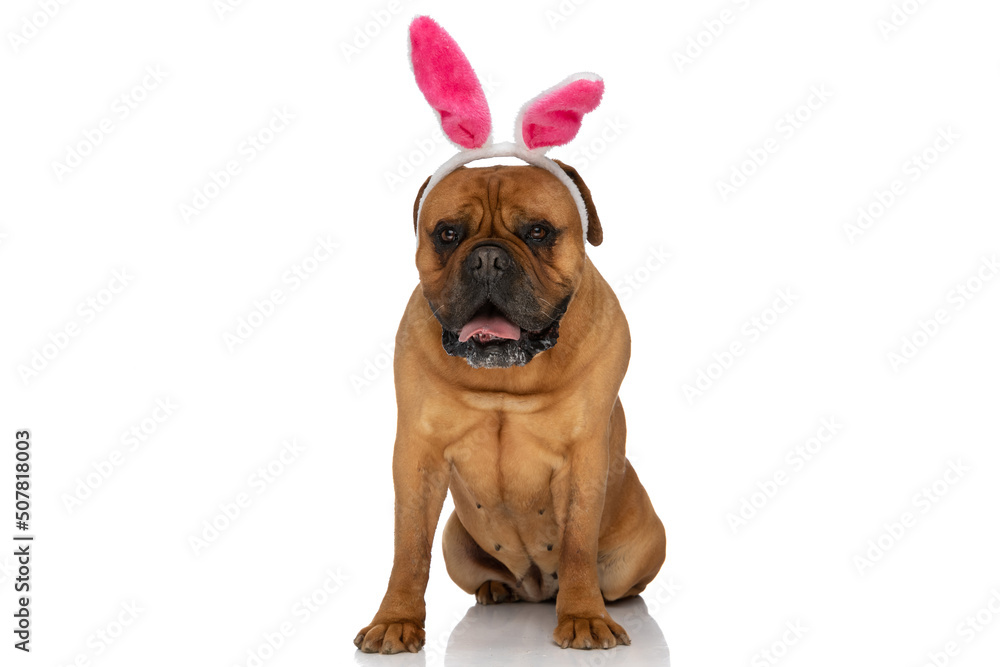 happy bullmastiff dog with bunny ears headband panting