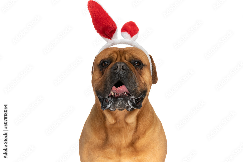 beautiful brown bullmastiff puppy with bunny ears headband panting