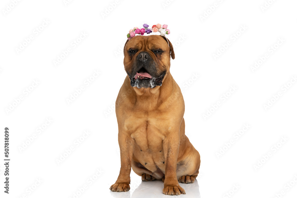 cute bullmastiff dog with colorful flowers headband panting and drooling cute bullmastiff dog with colorful flowers headband panting and drooling