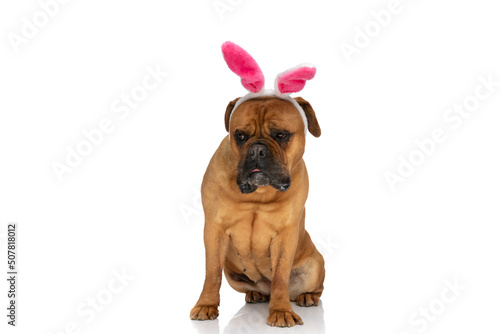 precious bullmastiff dog with rabbit headband looking away and drooling