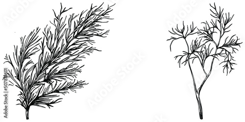Vintage botanical sketch of fennel isolated on white background. Hand drawn vector illustration. Retro style. © samiradragonfly