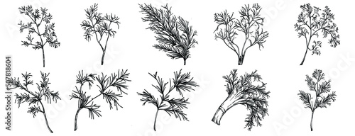 Vintage botanical sketch of fennel isolated on white background. Hand drawn vector illustration. Retro style.