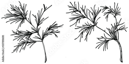 Fototapeta Naklejka Na Ścianę i Meble -  Vintage botanical sketch of fennel isolated on white background. Hand drawn vector illustration. Retro style.