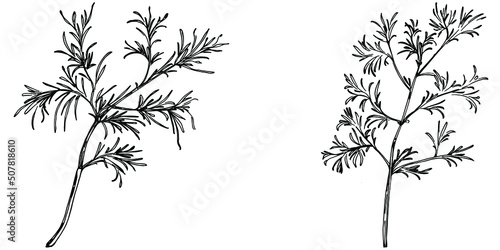 Vintage botanical sketch of fennel isolated on white background. Hand drawn vector illustration. Retro style.