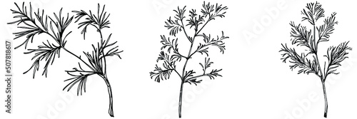 Vintage botanical sketch of fennel isolated on white background. Hand drawn vector illustration. Retro style.