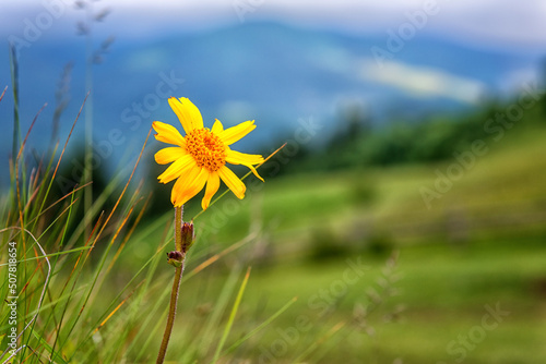 Blossoming arnica montana with beautiful yellow flower head against the mountain background. Used in herbal medicine as analgesic. Carpathian Biosphere Reserve photo