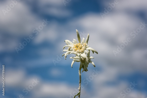 Rare edelweiss flower against the background of blue sky with clouds, natural outdoor botanical background