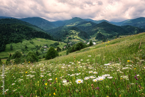 Summer in the Carpathian mountains. Scenic view of the green alpine meadow with motley grass and wild growing flowers, mountain range and cloudy sky, beautiful landscape, outdoor travel background