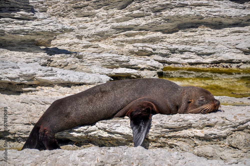 Obraz premium island sea lion