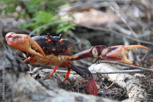 granchio terra cuba gecarcinus ruricola