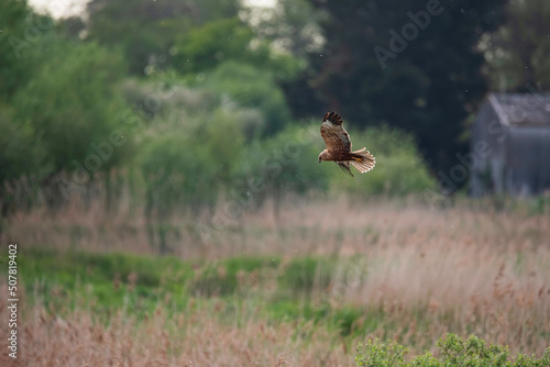 Foto Beautiful image of Marsh Harrier Circus Aeruginosus bird of prey in flight hunti