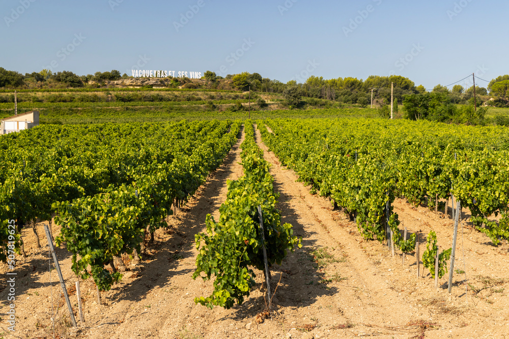 Typical vineyard near Vacqueyras, Cotes du Rhone, France