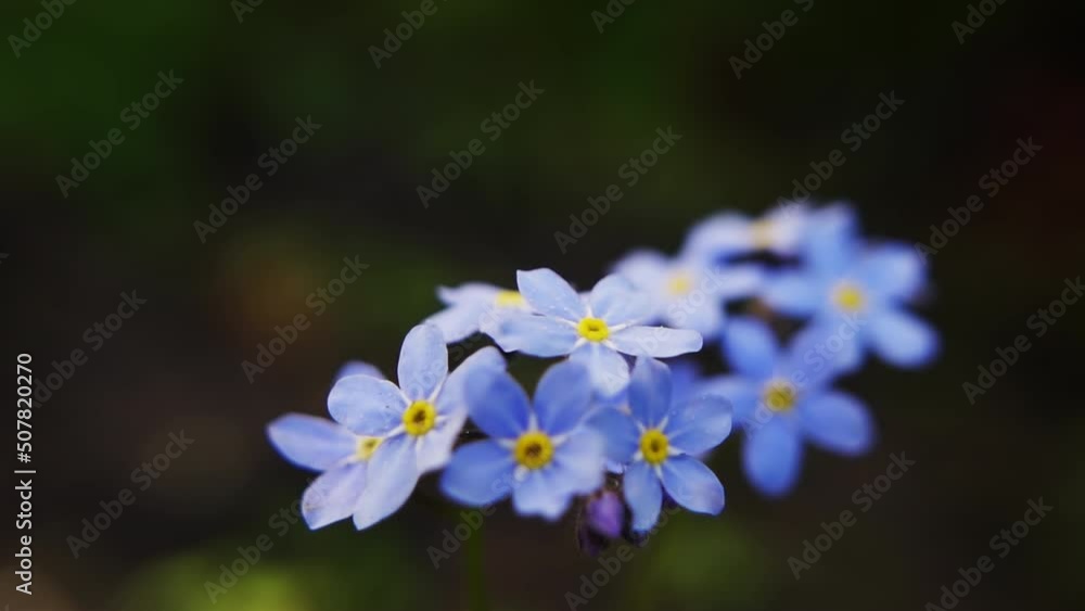 Beautiful blue forget-me-not flowers in nature close-up against a background of dark soil. 4k raw video. Beautiful blue forget-me-not flowers in nature close-up against a background of dark soil. 4k raw video.