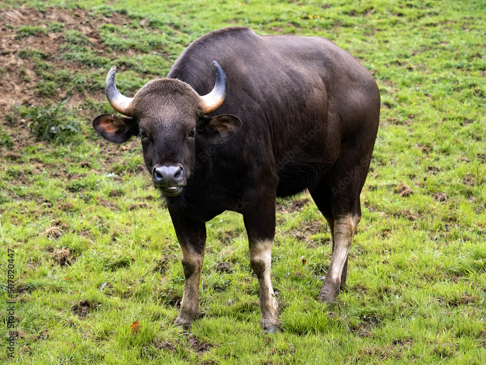 Gaur's largest tur, Bos g. gaurus, grazes on green grass. Gaur's largest tur, Bos g. gaurus, grazes on green grass.