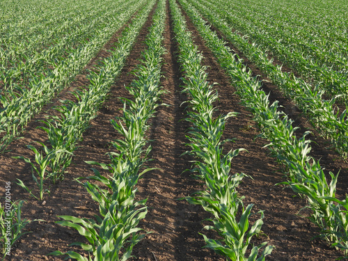 young green corn field in spring in Vojvodina photo