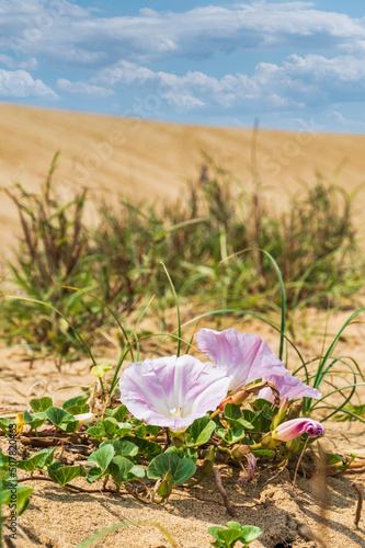 鳥取砂丘に咲くハマヒルガオ