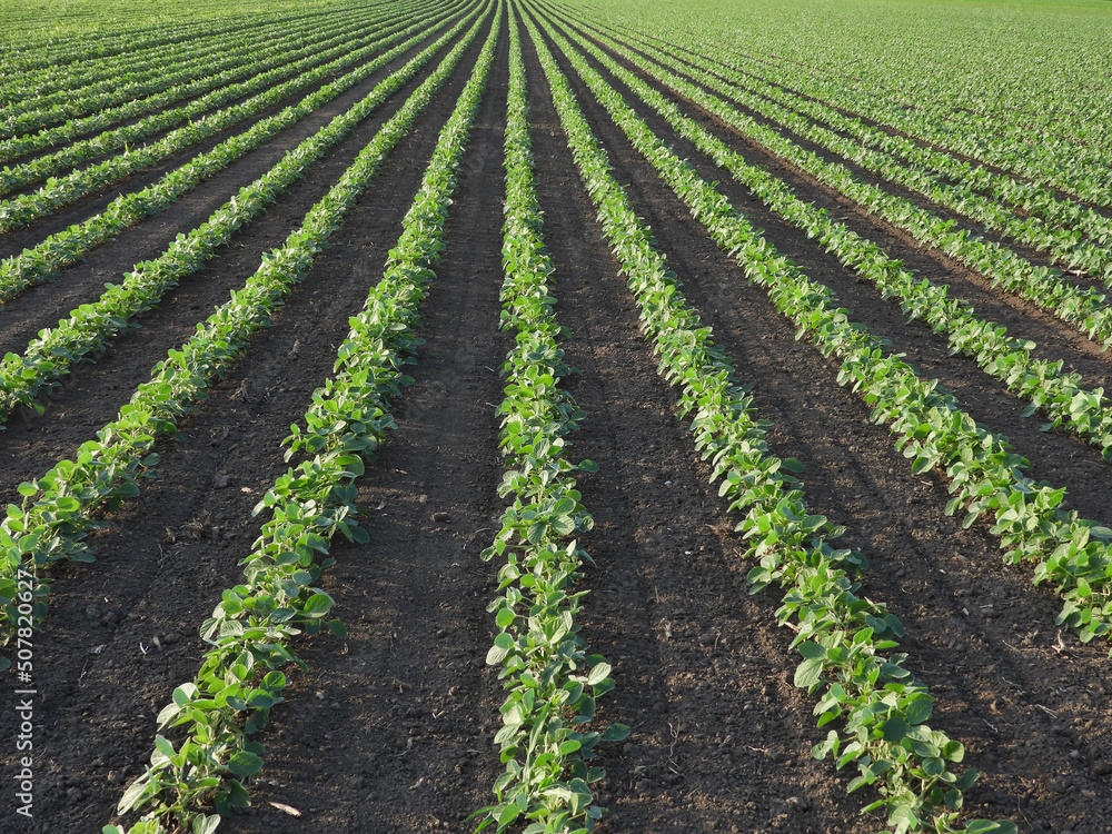 soybean field with young green plants in sunlight soybean field with young green plants in sunlight
